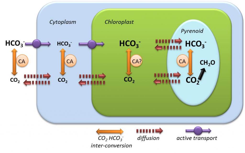 Inorganic Carbon Acquisition by Phytoplankton